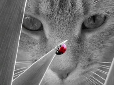 Les points de la coccinelle déterminent son âge .