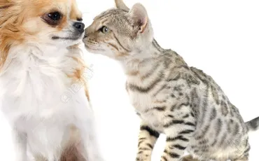 Quiz Animaux