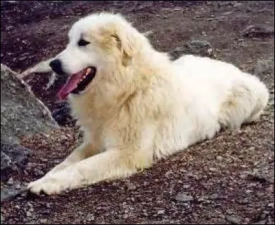 Quelle est la race de ce chien ?