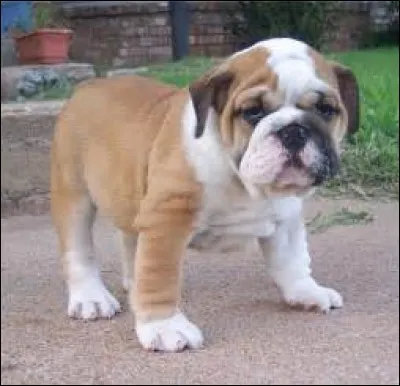 Quelle est la race de ce chien ?