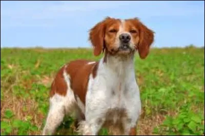 Quelle est la race de ce chien ?