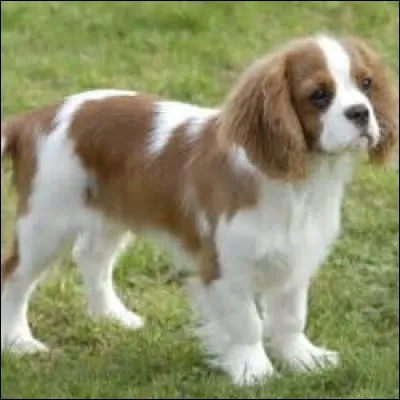 Quelle est la race de ce chien ?