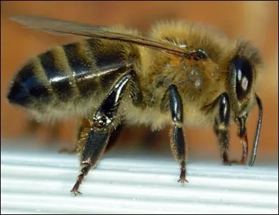 Vrai ou Faux ?
Les insectes dorment.
