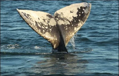 Combien de calories consomme une baleine bleue en une journée ?