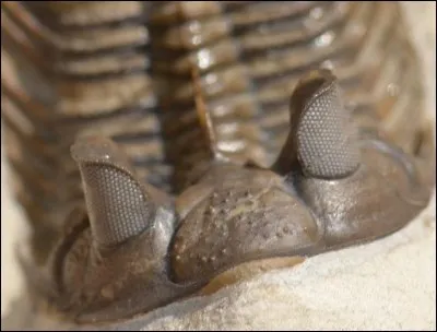 Qu'est-ce qui est apparu d'abord ?