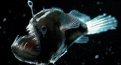 Les poissons abyssaux voient-ils dans le noir ?