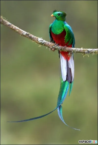 Quel est cet animal ?