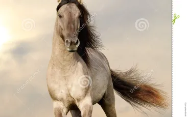Quiz Galop 4