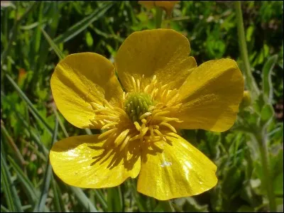Quels sont les symptômes de la renoncule bulbeuse (bouton d'or) si elle est consommée en excès ?