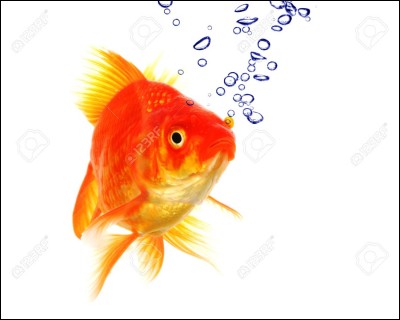 Les poissons rouges ont une mémoire de 3 secondes.