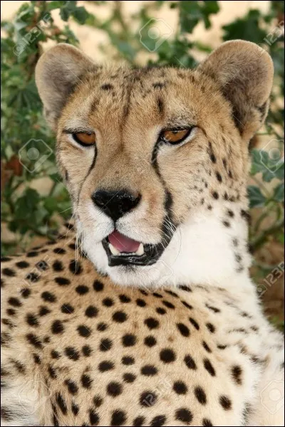 Le guépard peut atteindre 200 km/h.