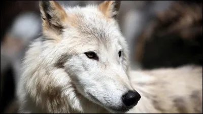 Le loup est l'animal le plus dangereux au monde.