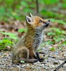 Quiz Animaux
