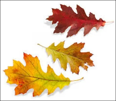 De quel arbre proviennent ces feuilles mortes ?