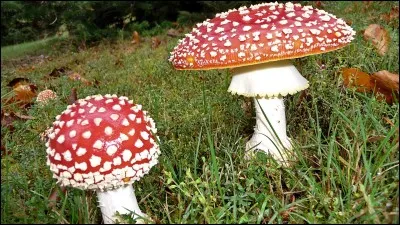 Connaissez-vous le nom de ce champignon toxique ?
