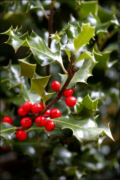 Quel remède permet de tuer ?