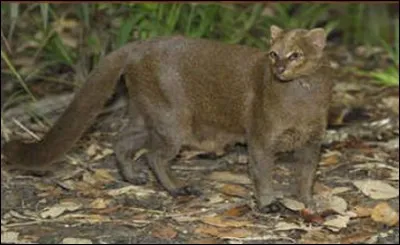 De quel félin s'agit-il ?