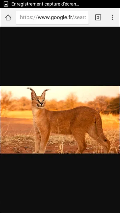 De quel félin s'agit-il ?