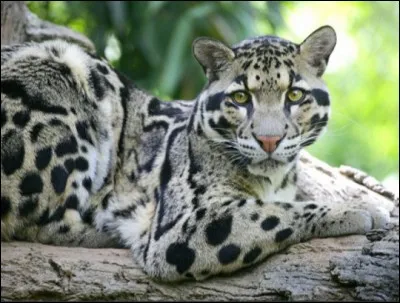 De quel félin s'agit-il ?