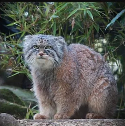 De quel félin s'agit-il ?