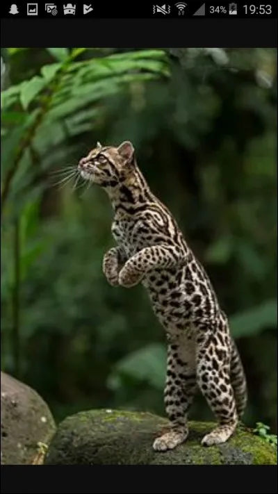 De quel félin s'agit-il ?