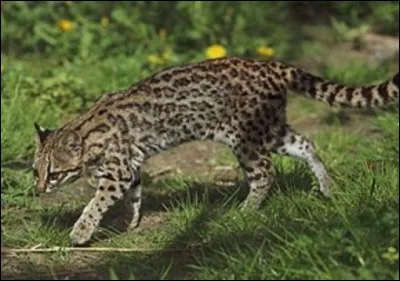 De quel félin s'agit-il ?