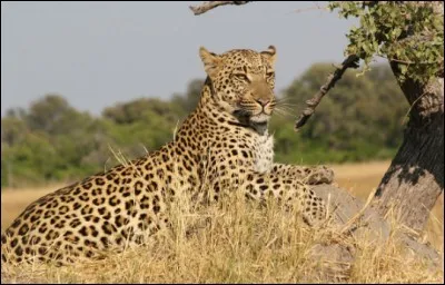 De quel félin s'agit-il ?