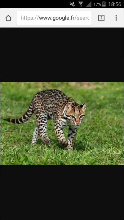 De quel félin s'agit-il ?