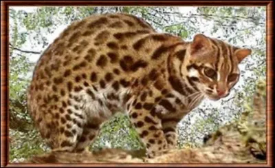 De quel félin s'agit-il ?