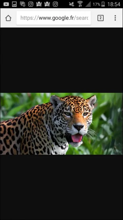 De quel félin s'agit-il ?