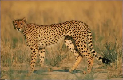 De quel félin s'agit-il ?