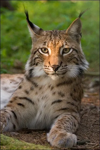 De quel félin s'agit-il ?