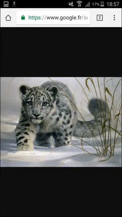 De quel félin s'agit-il ?