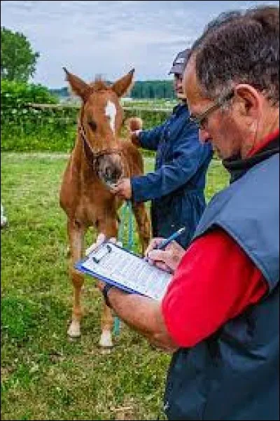 A quel âge le signalement du poulain "sous la mère" est-il vérifié ?