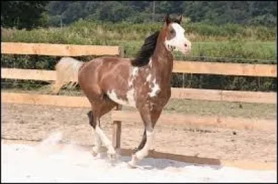 Quelles sont les normes physiologiques du cheval ?