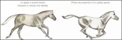 Quelles sont les caractéristiques du galop ?