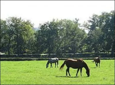 Le cheval est un herbivore ruminant.