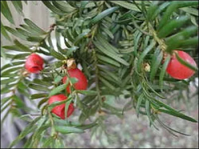 Quels sont les arbres toxiques pour le cheval ?