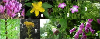 Quelles sont ces plantes, toxiques pour le cheval ?