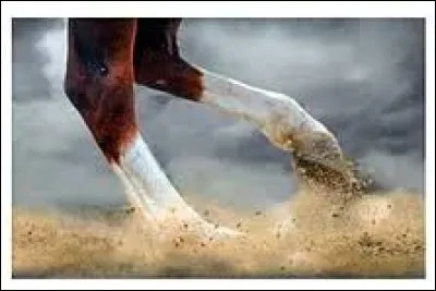 Quelles protections protègent les tendons ?