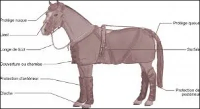 Quelles sont les protections de transport qui protègent les membres ?