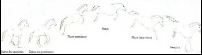 Combien existe-t-il de phases du saut et quelles sont-elles ?