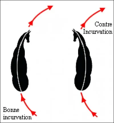 Lors de l'incurvation d'un cheval, comment les mains agissent-elles ?