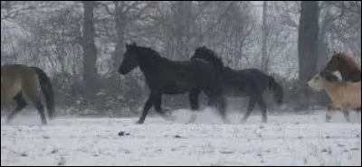 Quelles peuvent-être les conséquences de la domestication sur le cheval ou le poney ?