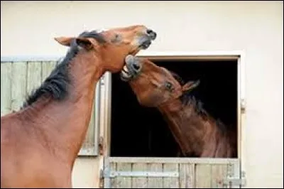 Quelles sortes de tics le cheval peut-il adopter s'il s'ennuie dans son box ?