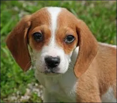 Quand un adolescent dit "un iench", cela signifie...