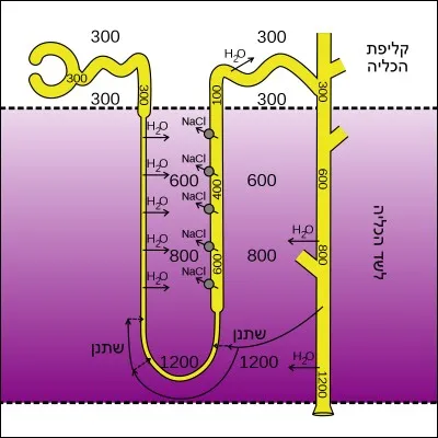 Qu'est-ce qui est le plus proche de l'anse de Henl&eacute; ?