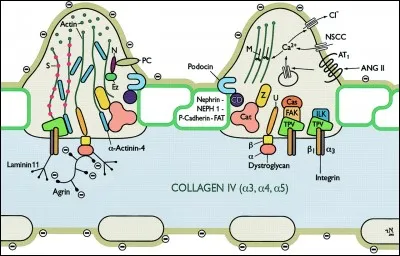 De quoi est compos&eacute;e la membrane de filtration ?A) fente de filtrationB) p&eacute;dicelle et podocyteC) cellule endoth&eacute;liale D) lame basaleE) cellule &eacute;pith&eacute;liale