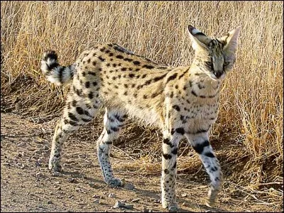 On retrouve le serval dans une trentaine de pays africains.
