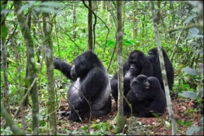 Les gorilles mangent entre 20 et 30 kg (45 et 65 lb) de nourriture chaque jour.